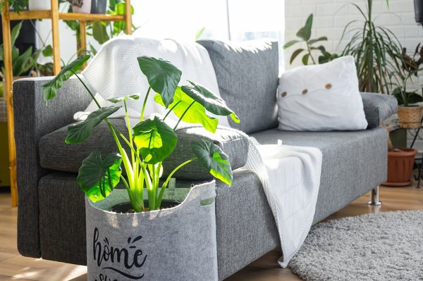 Quel jeté de canapé utiliser dans sa maison ?