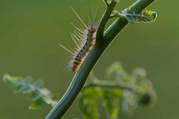Experts en traitement de chenille processionnaire dans le Var : solutions efficaces !