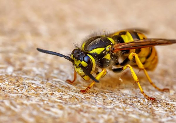 Face à l'envahissement des guêpes : le plan d'action à suivre !