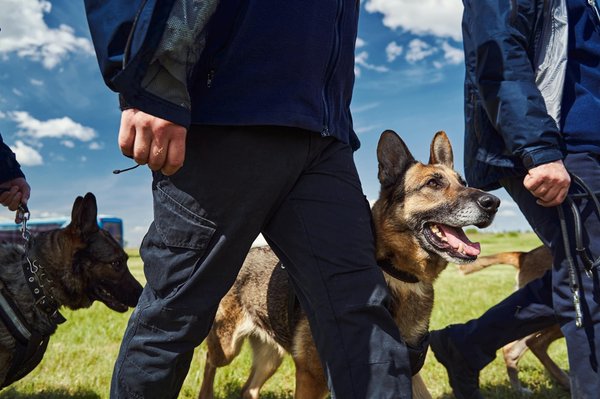 Comment la détection canine peut vous aider à lutter contre les punaises de lit ?