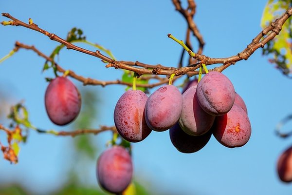 Comment faire pousser un prunier à partir d'un noyau ?
