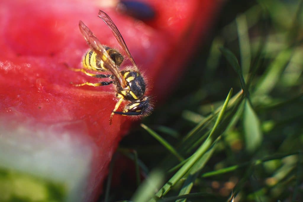 wasp on a watermelon close up on a grass background. A wasp macro.