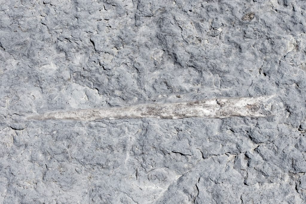 A fossilized cephalopod